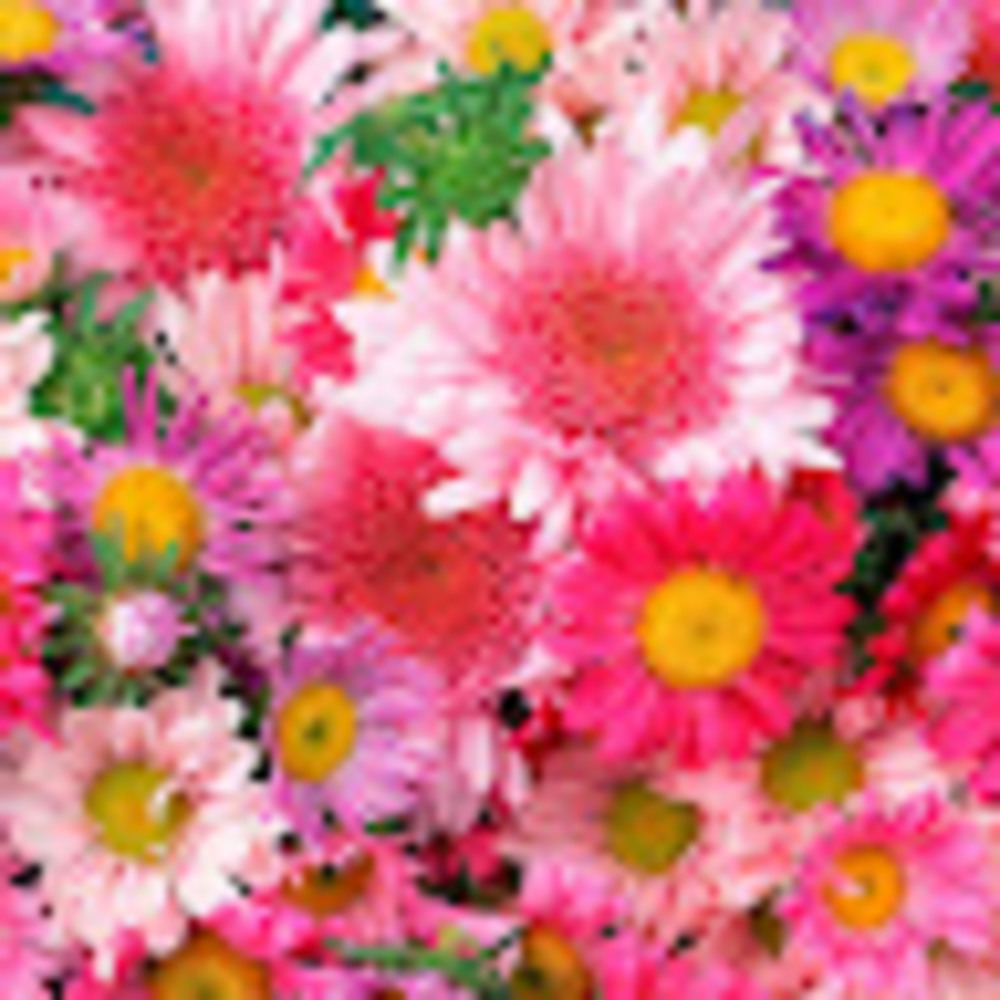 Welcome to Sweet Ts!